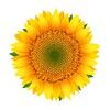 sunbeamchic